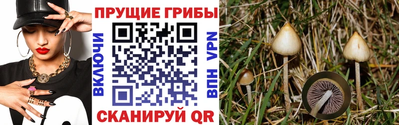 Купить закладки  Елизово  Галлюциногенные грибы Cubensis 